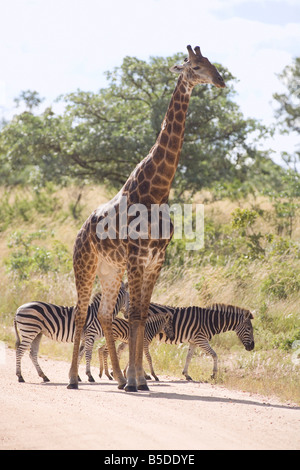 L'Afrique, Cape Town, girafes et zèbres de Burchell Banque D'Images