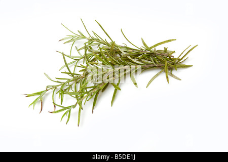 Branche de romarin isolated on a white background studio Banque D'Images