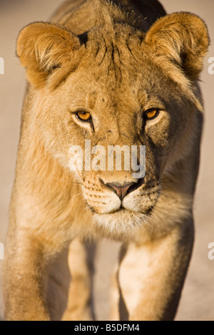 L'Afrique, la Namibie, Kalahari, Lioness (Panthera leo), close-up Banque D'Images