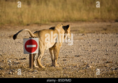 L'Afrique, la Namibie, Kalahari, Lioness (Panthera leo), vue arrière Banque D'Images