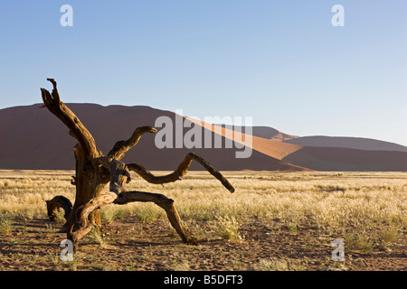 L'Afrique, la Namibie, le désert de Namib, branche morte Banque D'Images