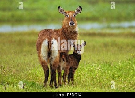 Waterbuck Maman et bébé posant pour l'appareil photo Banque D'Images