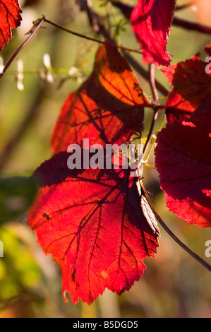 L'automne les feuilles rouges dans la soirée la lumière du soleil. Banque D'Images
