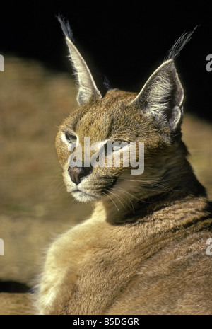 Un Caracal (Caracal caracal), aussi appelé Lynx de Perse ou de l'Afrique au repos Lynx, réchauffée par la lumière du soleil de l'après-midi. Banque D'Images