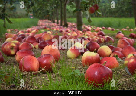 Katy les pommes à cidre en attente de collection après avoir subi des arbres du verger Cidre Thatchers Sandford Somerset en Angleterre Banque D'Images