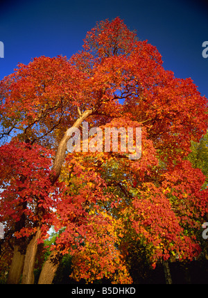Cotinus tree en octobre Royal Botanic Gardens Kew Londres Angleterre Royaume-Uni Europe Banque D'Images