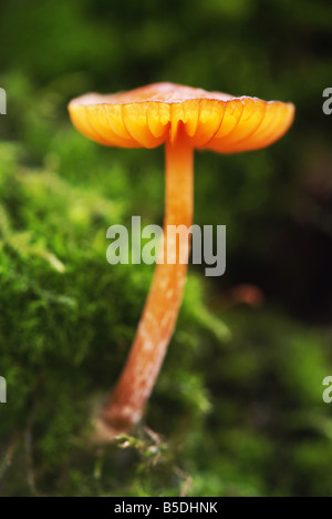 Le miel d'un plan macro mushroom Banque D'Images