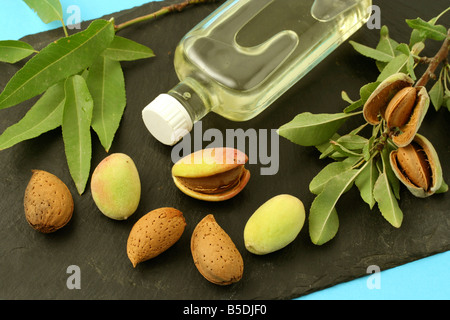 L'huile d'Amandes Amygdalus communis Prunus dulcis ou Banque D'Images