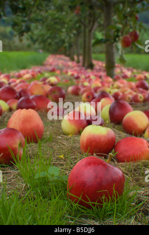 Apple cider collection Katy en attente après avoir subi de l'arbre du verger Cidre Thatchers Sandford Somerset en Angleterre Banque D'Images