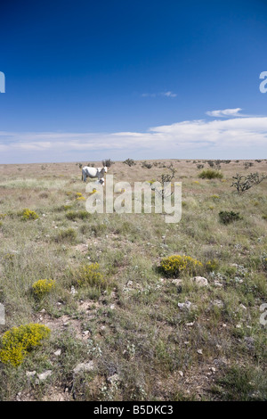 Vaches blanches sur prairie en Arizona, États-Unis Banque D'Images