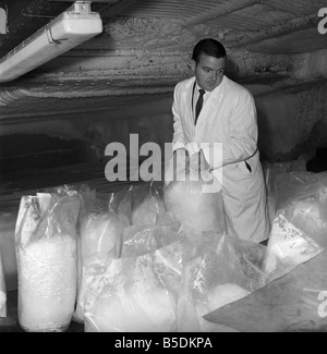 Fabrique de glace : scène à Londres une usine qui fabrique de la glace. Notre photo montre : un superviseur vérifie que la glace est broyée à la bonne taille avant d'être expédiés à Billingsgate Market. Octobre 1966 Banque D'Images