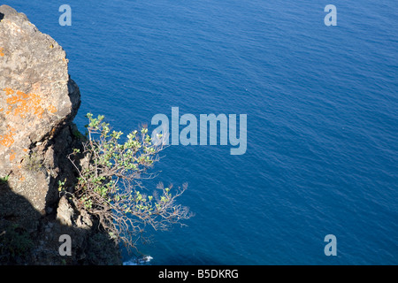 Un arbuste courageux accrochée au flanc d'une falaise à La Palma, Îles Canaries, Espagne. Banque D'Images