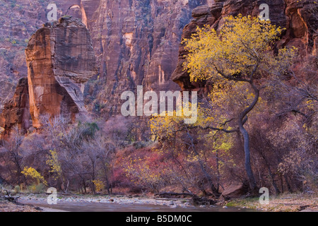 Par la rivière Cottonwood vierge, la chaire, Zion National Park à l'automne, de l'Utah, USA, Amérique du Nord Banque D'Images