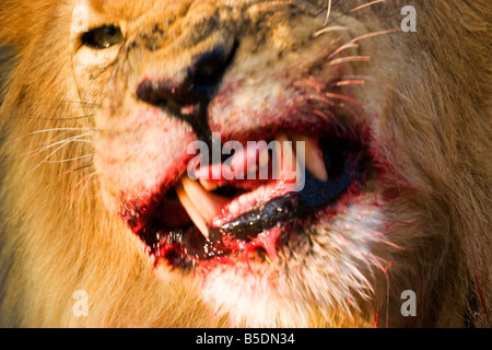 Un Lion en colère à la recherche dans le parc national d'Etosha, Namibie Banque D'Images