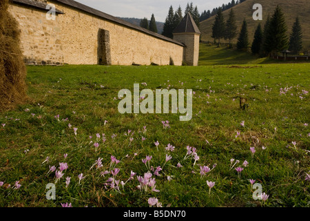 Safran Colchicum autumnale Meadow with hay stook dans le champ de foin par le sud de la Bucovine monastère peint Sucevita Banque D'Images