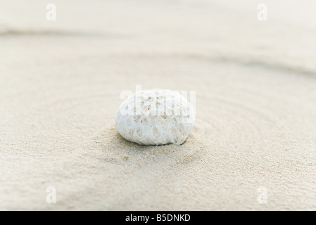 Morceau de corail sur le sable, still life Banque D'Images