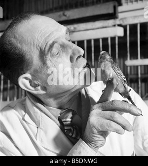 Perruche est un soin de beauté à un bourbier d'animal. Mars 1958 A684-006 Banque D'Images