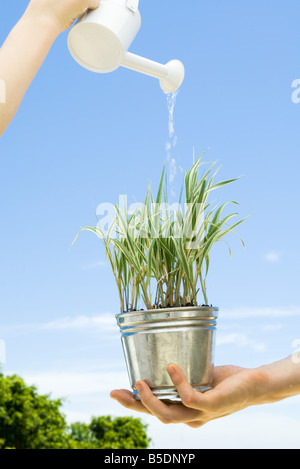 Plante en pot tenu par une personne en cours de l'eau par un autre Banque D'Images