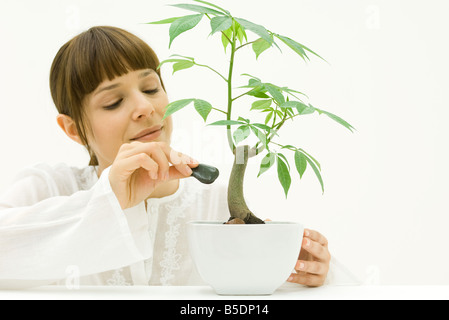 Femme plaçant soigneusement pierre à base de plante en pot Banque D'Images