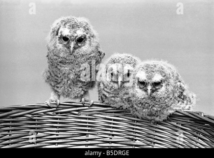 Bébé Trois hiboux perché sur un panier en osier. &# 13 ;&# 10;Mai 1975 Banque D'Images