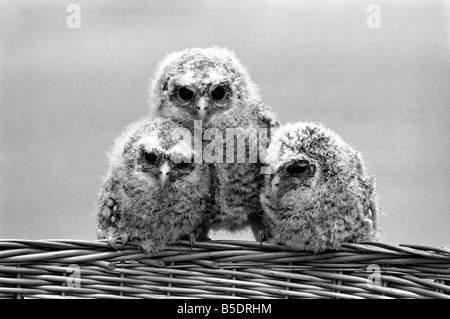 Bébé Trois hiboux perché sur un panier en osier. &# 13 ;&# 10;Mai 1975 Banque D'Images