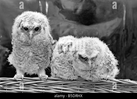 Bébé Trois hiboux perché sur un panier en osier. &# 13 ;&# 10;Mai 1975 Banque D'Images