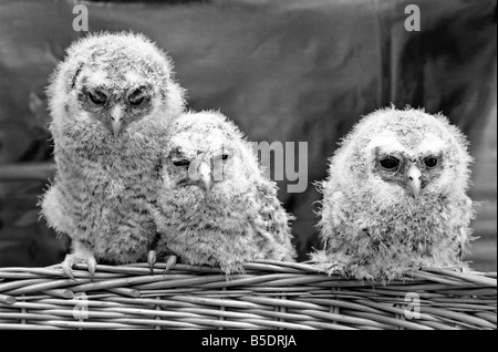 Bébé Trois hiboux perché sur un panier en osier. &# 13 ;&# 10;Mai 1975 Banque D'Images