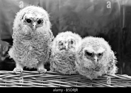 Bébé Trois hiboux perché sur un panier en osier. &# 13 ;&# 10;Mai 1975 &# 13 ;&# 10 ; Banque D'Images