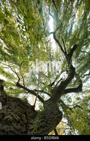 Low angle view of tree Banque D'Images