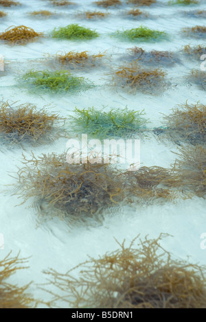 Ferme d'algues, close-up Banque D'Images