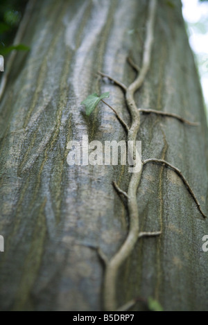 Tronc d'arbre avec vine growing up, Close-up Banque D'Images