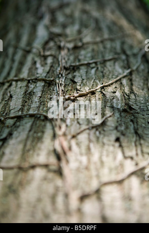 Vignes growing on tree trunk Banque D'Images