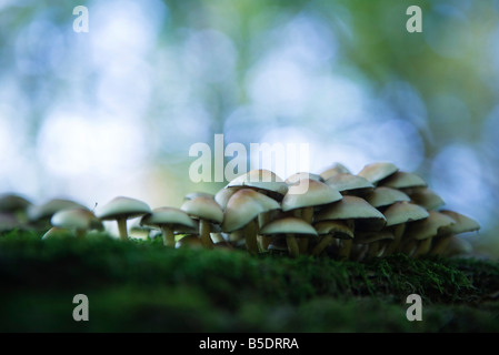 Grande grappe de champignons poussant sur la mousse, selective focus Banque D'Images