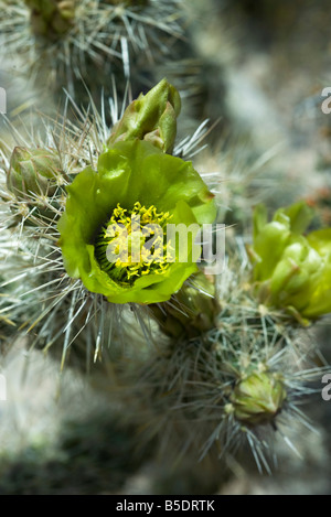 Argent floraison Cholla cactus (Opuntia echinocarpa), close-up Banque D'Images