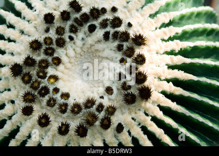 Extreme close-up of golden barrel cactus, overhead view Banque D'Images