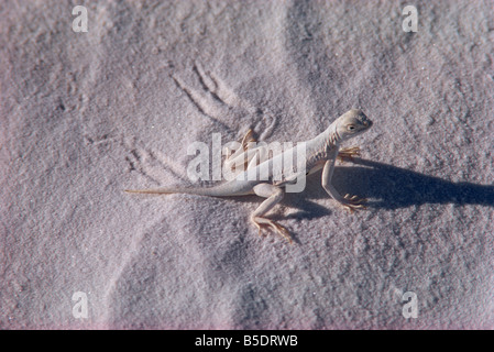 Lizard, White Sands, au Nouveau Mexique, USA, Amérique du Nord Banque D'Images