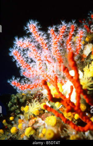 Coraux précieux, le corail rouge (Corallium rubrum), en gros plan montrant l'étendue des polypes Banque D'Images