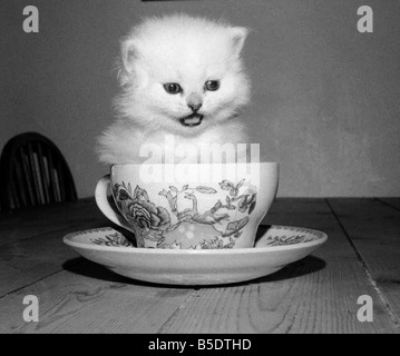 L'âge de trois semaines chaton mâle assis à l'intérieur d'une tasse tean au domicile de sa propriétaire à Wimbledon, Londres. &# 13 ;&# 10;Mai 1975 Banque D'Images