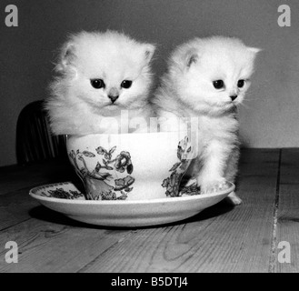 L'âge de trois semaines chaton mâle assis à l'intérieur d'une tasse tean au domicile de sa propriétaire à Wimbledon, Londres. &# 13 ;&# 10;Mai 1975 Banque D'Images