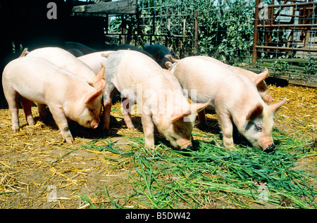 L'alimentation des porcs juvéniles au stylo. Banque D'Images