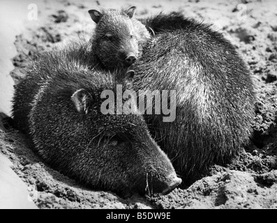 Le mot de maman à Dudley : l'animal à des mères le Zoo de Dudley dans le Worcestershire savent une chose ou deux sur l'agréable visiteurs humains. Un nombre record de naissances ont eu lieu dans la période précédant les vacances de Pâques, de sorte que presque chaque pièce jointe semble se vanter d'une mère et bébé. Le zoo fait écho avec le piétinement de minuscules pattes d'un lion, un ours blanc cub et un pécari à collier porcelet. Et événements heureux sont attendus à partir d'un chimpanzé, une girafe et un bison. Il n'est rien à voir avec la cigogne - le zoo n'en a pas. Pécari à collier la mère et l'enfant au Fof Zoo. Avril 1973 P000664 Banque D'Images