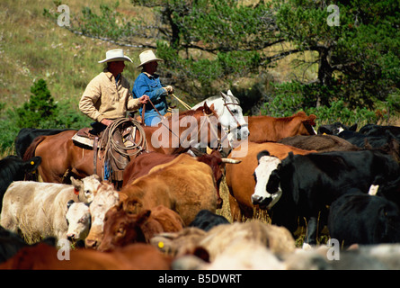 Round-up de bovins dans des pâturages, Lonesome Spur Ranch, Lonesome Spur, Montana, USA, Amérique du Nord Banque D'Images