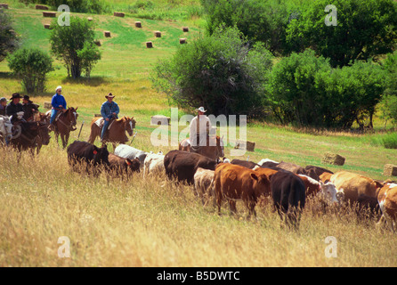 Round-up de bovins dans des pâturages, Lonesome Spur Ranch, Lonesome Spur, Montana, USA, Amérique du Nord Banque D'Images