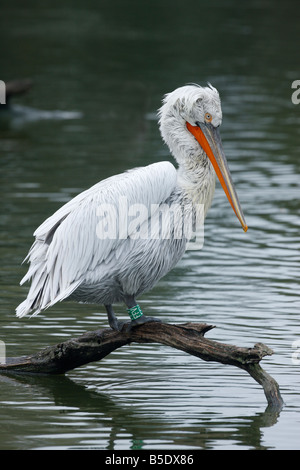 Pelecanus crispus pélican dalmate originaire d'Europe de l'est l'hiver Banque D'Images