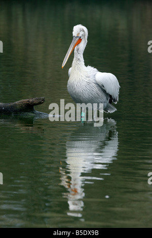 Pelecanus crispus pélican dalmate originaire d'Europe de l'est l'hiver Banque D'Images