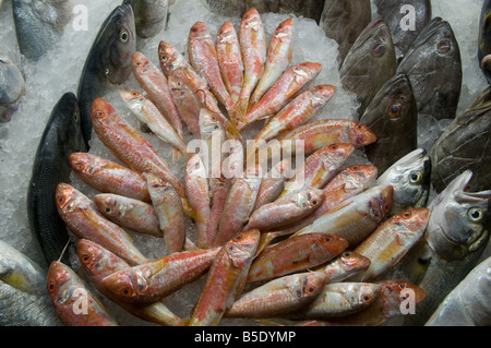 Pile de poissons frais disposés sur de la glace concassée dans le marché d'Alexandrie, Egypte Banque D'Images