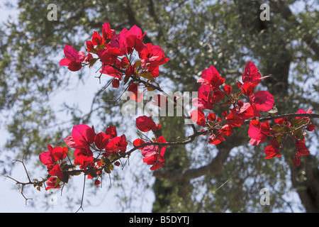 Bougainvillée Banque D'Images