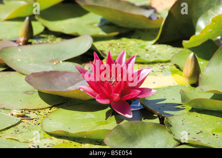 Water Lilies ((Nymphæa) close-up Banque D'Images