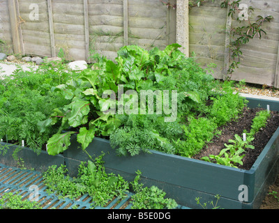 De plus en plus beetrroot les carottes dans un lit sur un potager dans le jardin de cuisine Banque D'Images