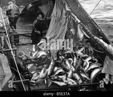 Les pêcheurs à bord du chalutier britannique Serron la pêche au large de l'Islande. Sèche la morue dans un flux d'argent sur le pont de l'Serron. ;Mai 1960 Banque D'Images